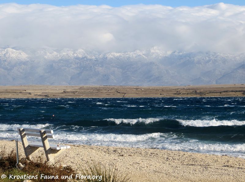 Datei:190111 005 k.jpg