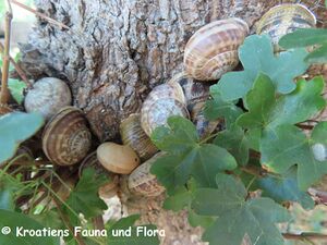 Acer monspessulanum Linné, 1753 Nin 230726 4219.JPG