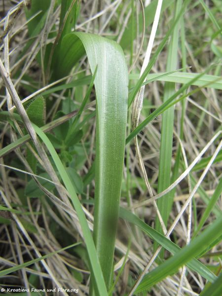 Datei:Anacamptis laxiflora Priv 170503 7396.jpg