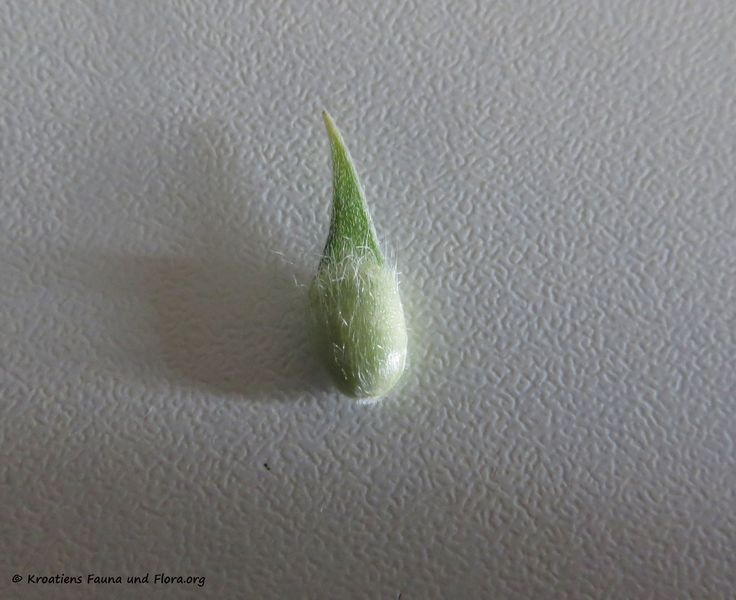 Datei:Bituminaria bituminosa (Linné) Stirton, 1753 Vir 190729 1304 d.jpg