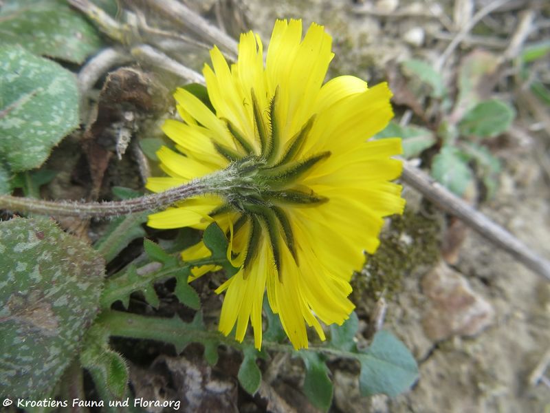 Datei:CrepSa Pola 190311 0314.JPG