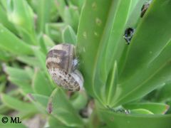 Epiphragma, Vir 03/2013