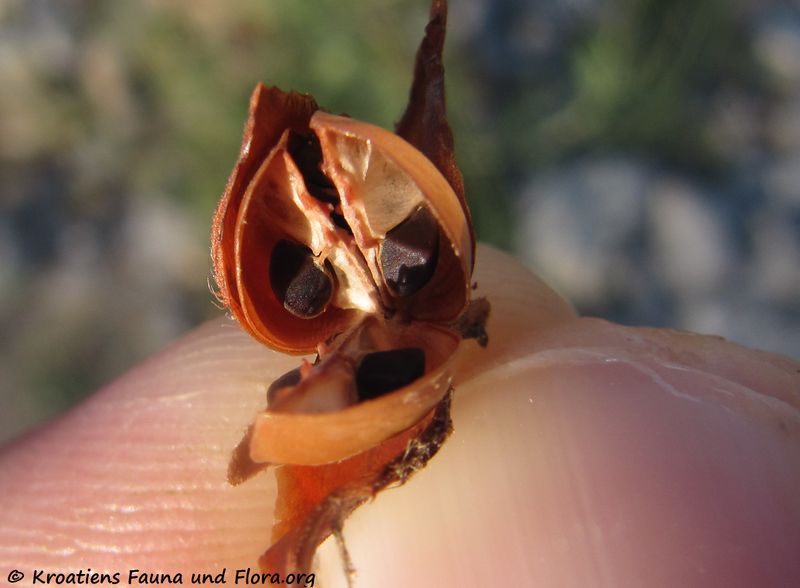 Datei:FumaScopa Senj 140629 4478.jpg