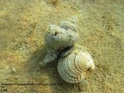Hexaplex trunculus Linné, 1758 - Purpurschnecke, volak kvrgavi, Fundort: Vir 09/2012, Meerestier