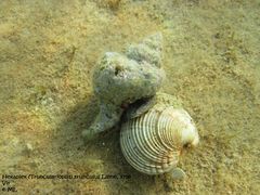 Vorbereitung für das Dinner, Vir 09/2012