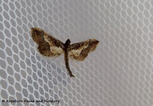 Hydriris ornatalis Duponchel, 1832 Vir 181115 15673 d.jpg