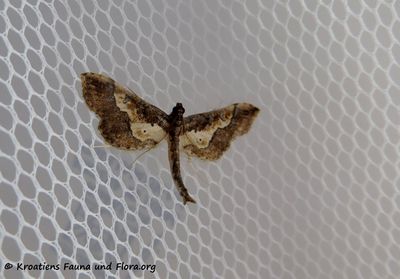 Hydriris ornatalis Duponchel, 1832 Vir 181115 15673 d.jpg