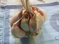 Knoblauch 181130 15780 k.jpg