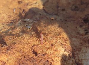 Lithobius obscurus Meinert, 1872 Vir 260131 7311 D.JPG