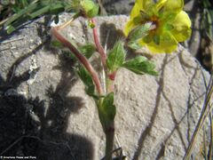 Nebenblatt, Otok Vir 04/2015