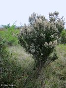 Blühender Strauch, Otok Vir 04/2015