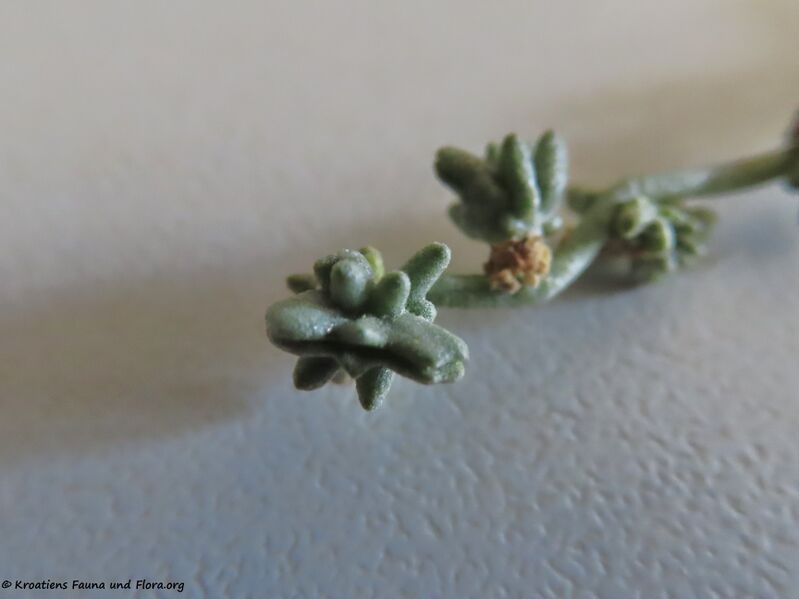 Datei:Halimione portulacoides (L.) Aellen, 1938 Vir 200910 1308 D.JPG