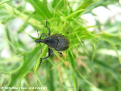 Auf Scolymus hispanicus Linné, 1753 - Spanische Golddistel, bodičasta neznanka, Vrsi 06/2016