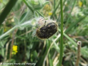 Oxythyrea funesta Poda, 1761 Vir 200426 472.JPG