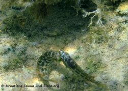 SymphMel Vir Balz 110909 40.jpg