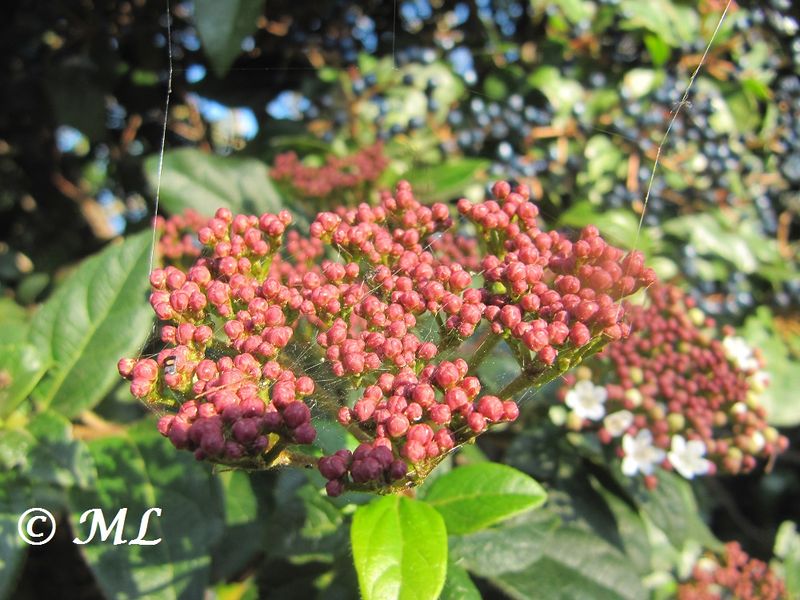 Datei:Viburnum tinus Linné, 1753 Kož 131206 6933.jpg