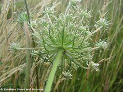 Unterseite, Heselbach 06/2014
