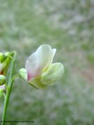 Einzelblüte, Vir 04/2015