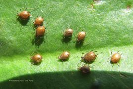 StatiLim Vir 160521 86910d.jpg