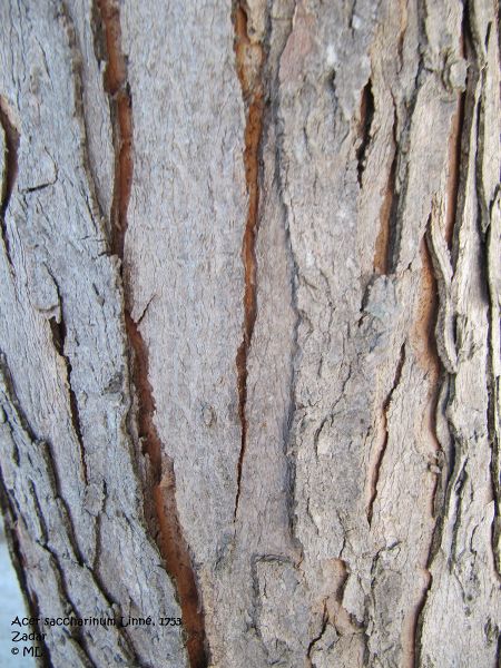 Datei:Acer saccharinum Linné, 1753, Zadar 110915 18.jpg
