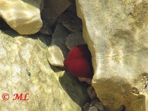 Actinia equina Linné, 1767 Vir 120519 186.jpg