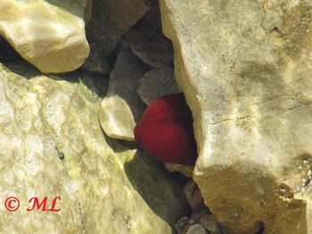 Actinia equina Linné, 1767 Vir 120519 186.jpg