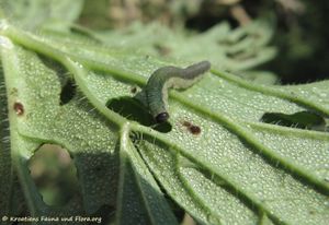 AmeCarpi Guggi 120920 2868 d.jpg