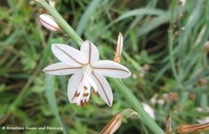 AsphFi Blü SvFiJa 180418 12287.jpg