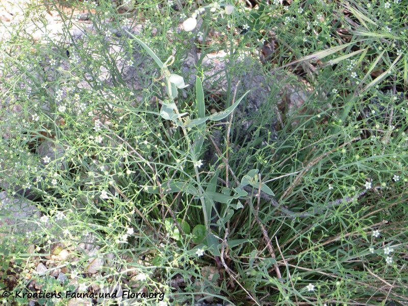 Datei:Blü 5 ThesDiv Vir 130520 1929.jpg