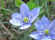 Leberblümchen, jetrenka. Fundort: Vratnik 04/2014, Giftpflanze , Heilpflanze, Zierpflanze