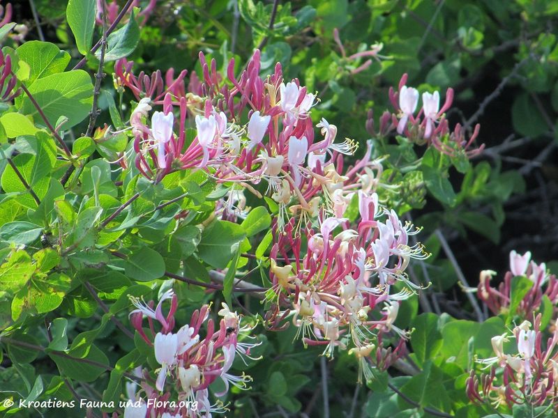 Datei:Loni cap Blü3 Vir 170510 7576.jpg