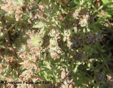 Verlassene Galle, Otok Vir 07/2023