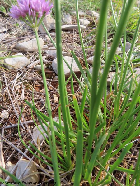 Datei:Allium incensiodorum Radić, 1994 Vir 201002 1382.JPG