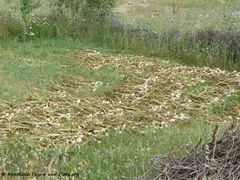 Allium sativum Linné, 1753 GorBak 180605 14096.jpg