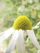 Anthemis arvensis Linné, 1753 - Acker-Hundskamille, poljski jarmen