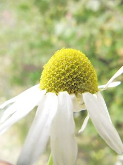 Anth arv Guggi 121005 3273.jpg