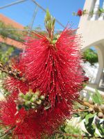 Callistemon citrinus (Curtis) Skeels, 1913 - Karminroter Zylinderputzer, Schönfaden, četkovac. Fundort: Vir 05/2012, Invasive Pflanze , Zierpflanze, Heilpflanze