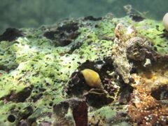 Die ockerfarbene Variante. Man sieht vorne den Sipho. Vir 07/2014