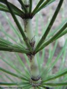 EquiTel Grbe 170510 7503.jpg