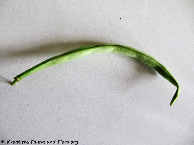 Datei:Phaseolus vulgaris Linné, 1758 Ben 190928 1632.JPG