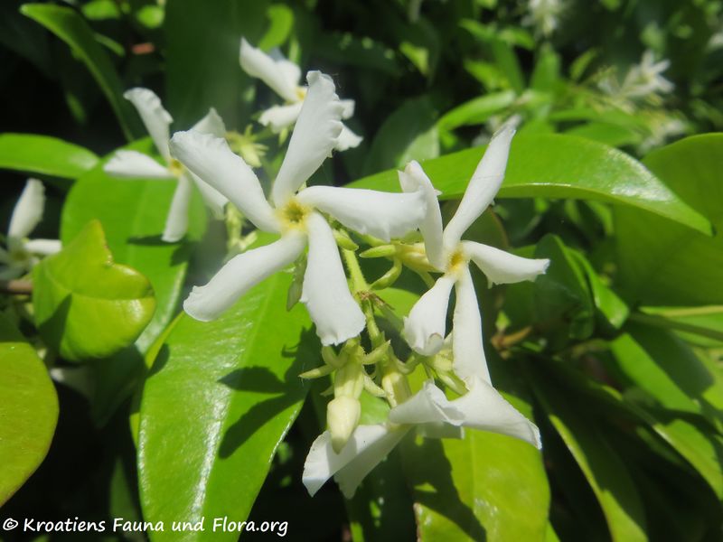 Datei:Trachelospermum jasminoides (Lindley) Lemaire, 1851 Zad 200523 766.JPG
