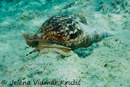 © Jelena Vidmar Kružić, Mljet 07/2020