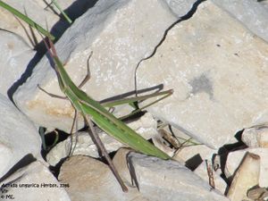 AcriUng Vir 100930 02.jpg