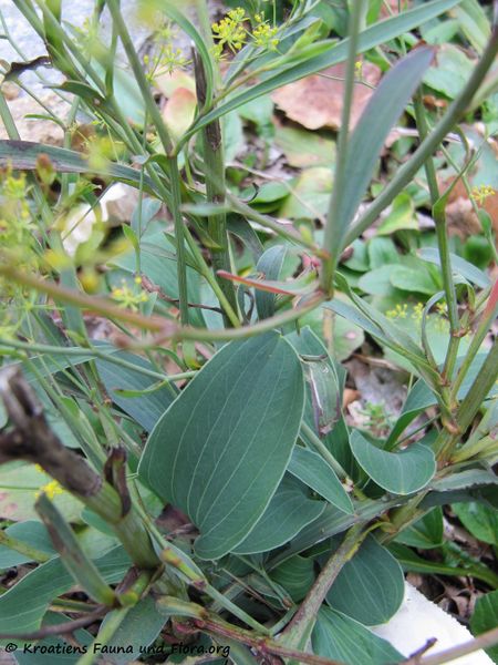 Datei:BuplFalcc WeWa 151010 2253.jpg