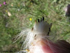 CardNu Samen Vir 140509 3053.jpg