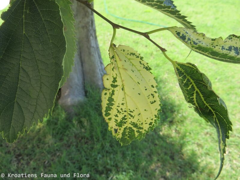 Datei:Celtis australis Ampelovirus 190716 1242 Vrana.JPG