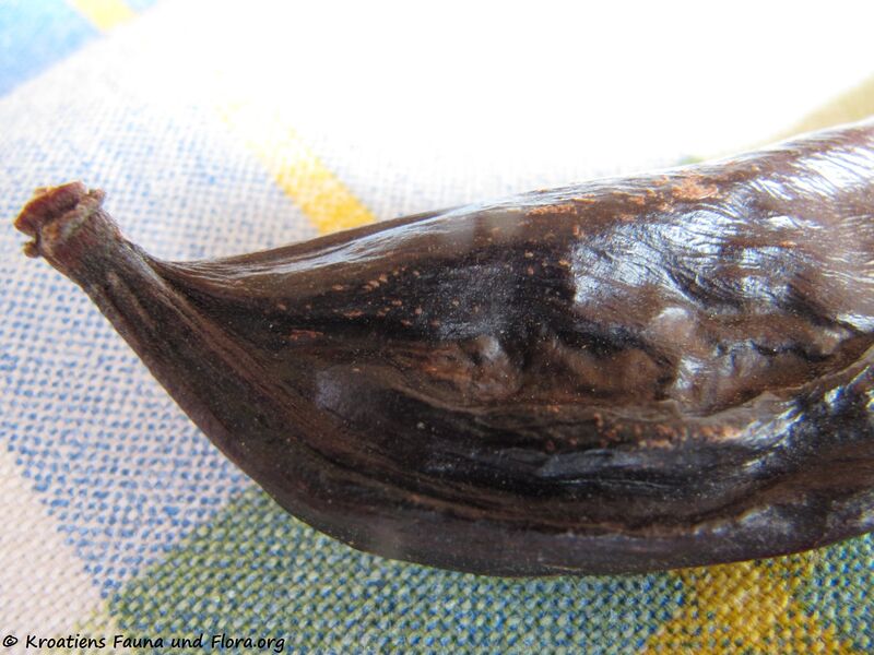 Datei:Ceratonia siliqua Linné, 1753 Zadar 120513 286.jpg