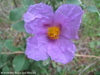 CistusIncan ssp. erio Zad 140424 2498.jpg