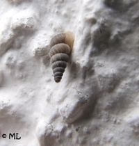 CochGra Senj 140106 0161.jpg