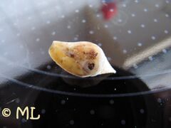 Das konische Loch stammt von einer Art aus der Überfamilie Naticoidea Guilding, 1834, Mondschnecken, die die Täubchenchnecke ausgesaugt hat. Vir 10/2011